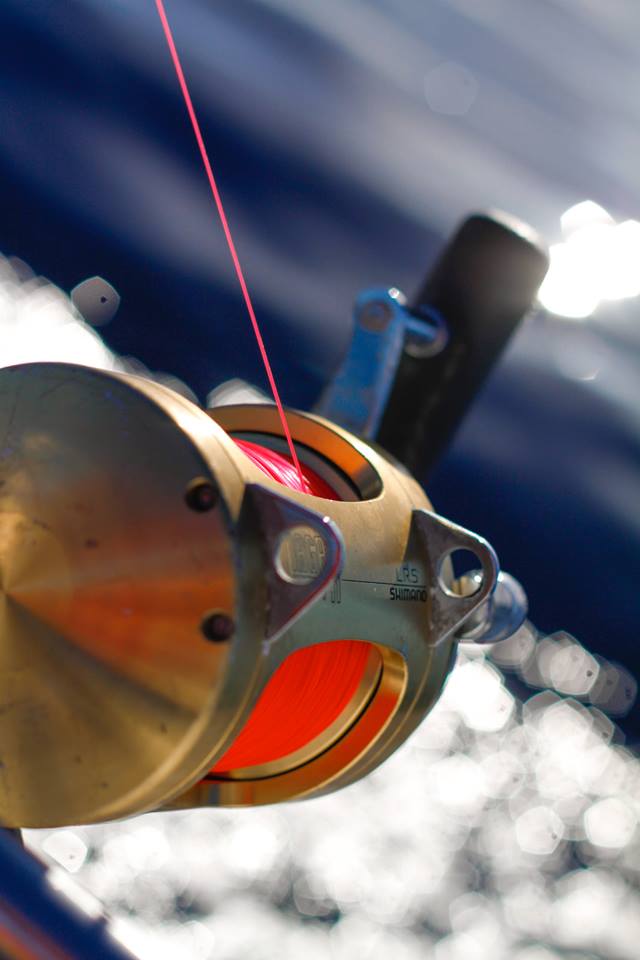 Moulinet Shimano pêche au gros